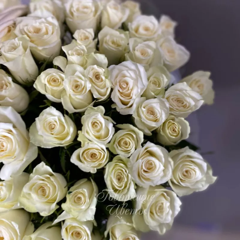 101 Кения в корзине 1