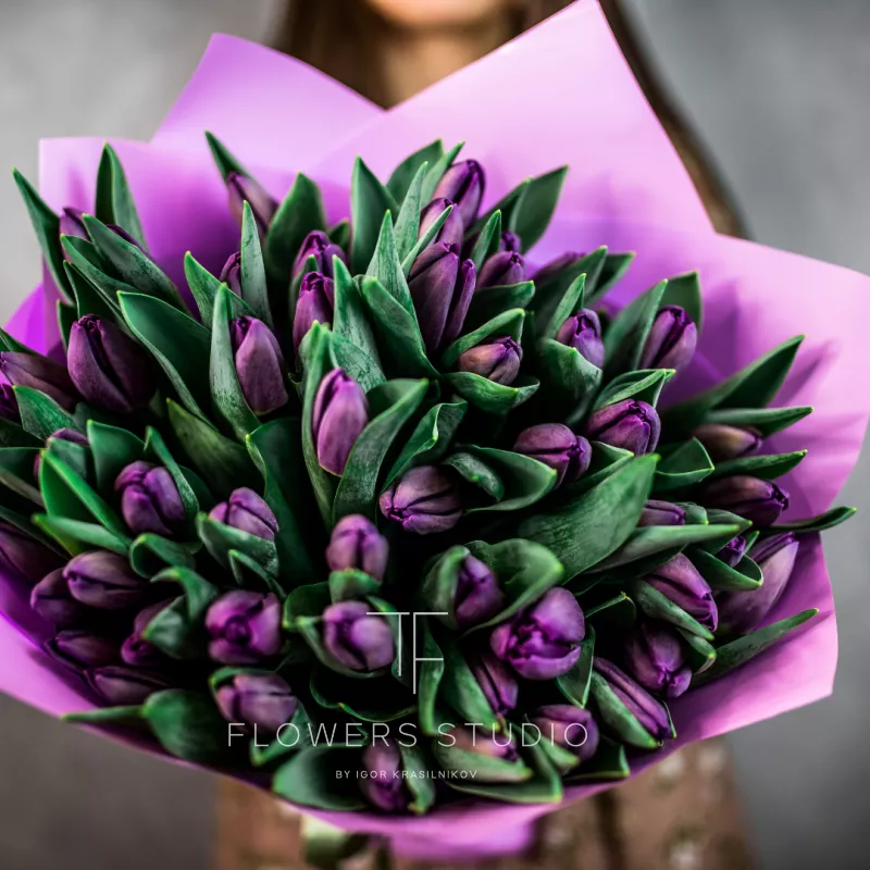 51 фиолетовый тюльпан