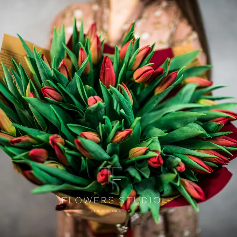 51 красный тюльпан 1