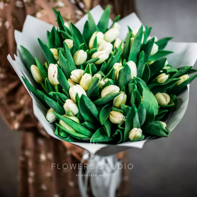 51 белый тюльпан 2