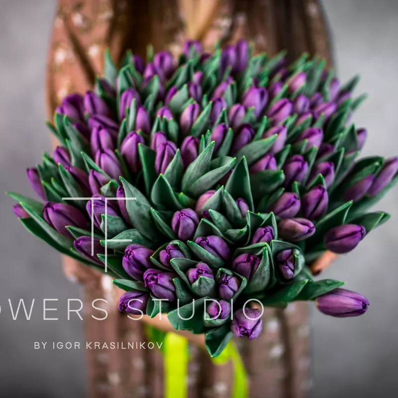 101 фиолетовый тюльпан 1