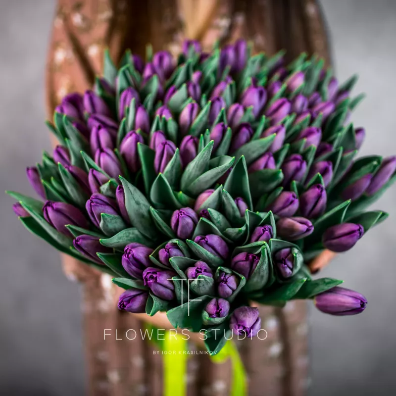 101 фиолетовый тюльпан 1