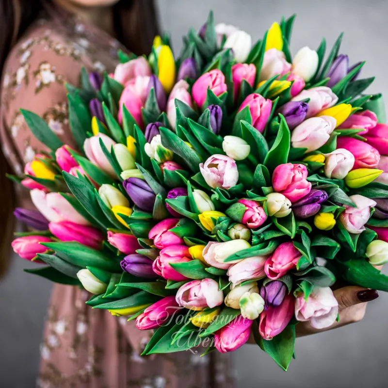 101 тюльпан микс