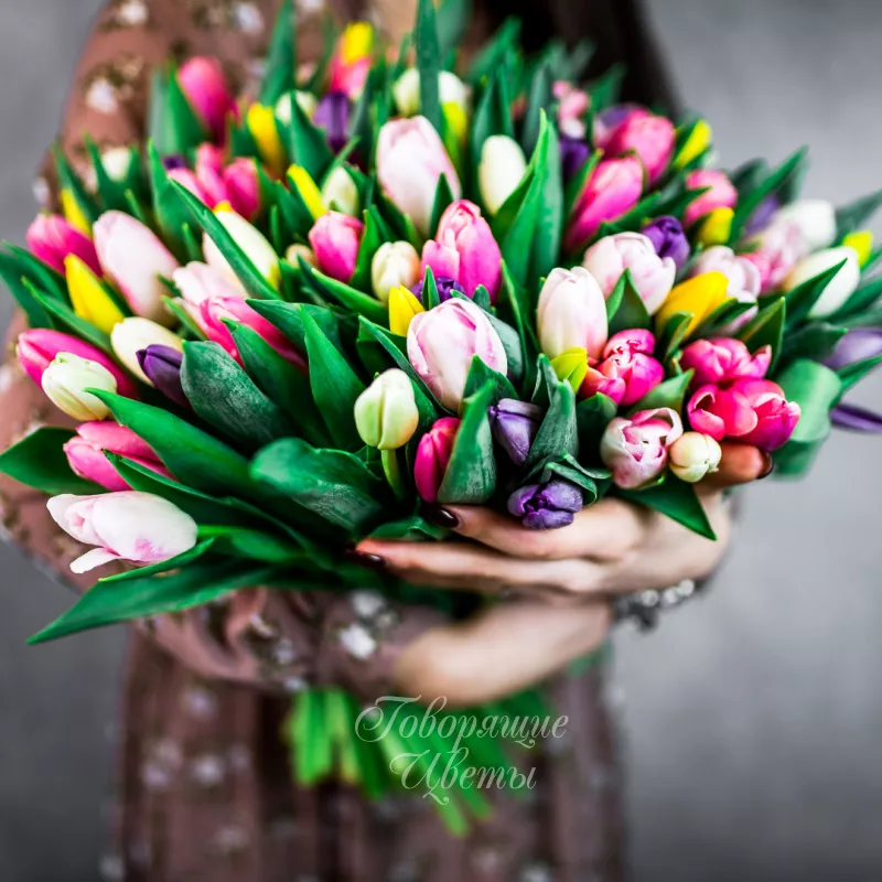 101 тюльпан микс 2