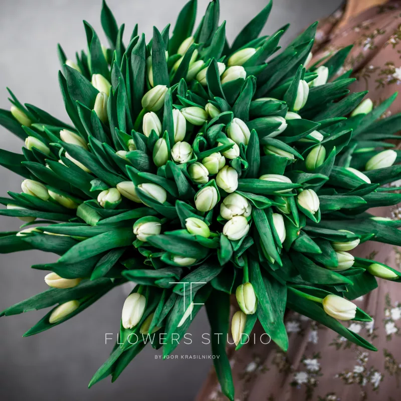 101 белый тюльпан