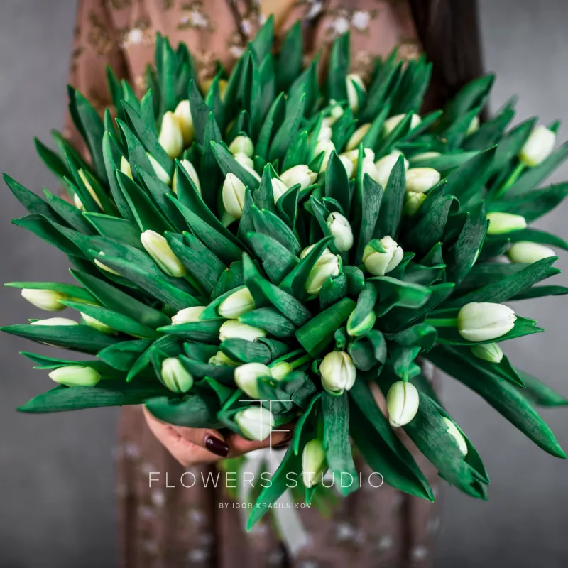 101 белый тюльпан 1