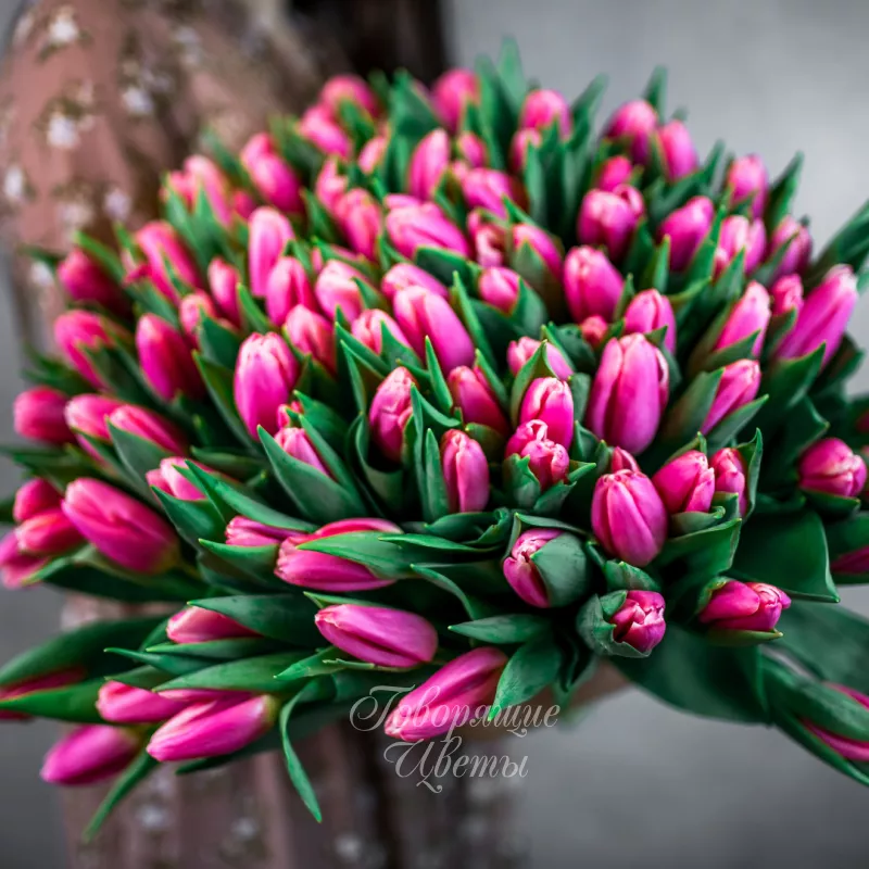 101 розовый тюльпан