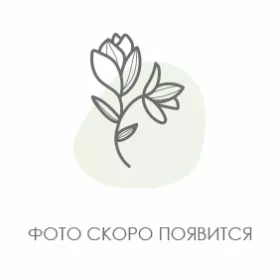 Белые ночи от интернет-магазина «Flowers Studio»