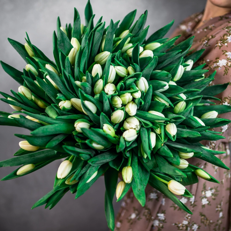 101 белый тюльпан  1