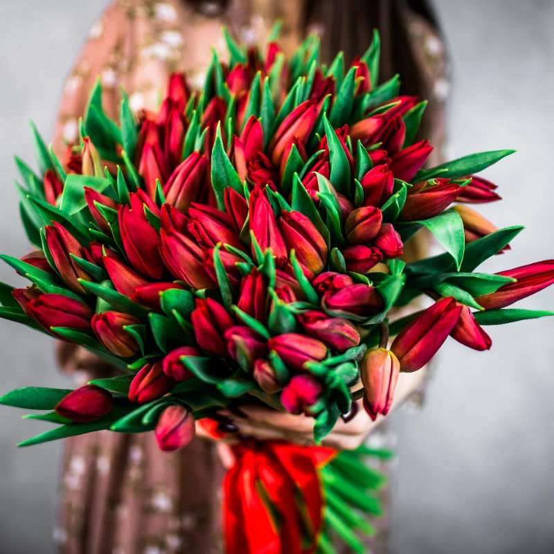 101 красный тюльпан 1