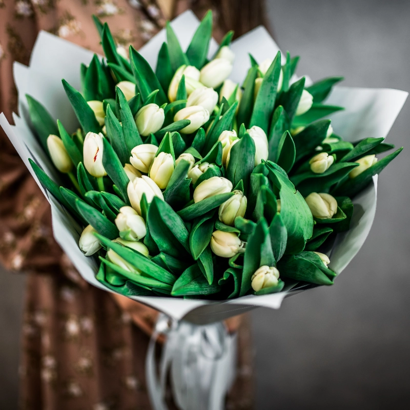 51 белый тюльпан  1